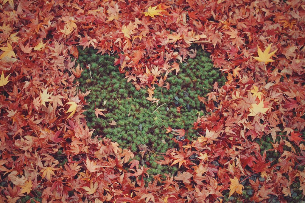leaf_heart